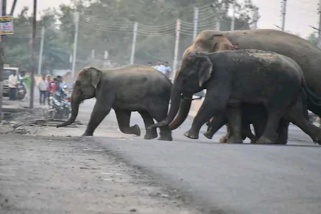 महासमुंद शहर के करीब पहुंचे 19 हाथी, मुनादी करा लोगों को अलर्ट कर रहा वन विभाग