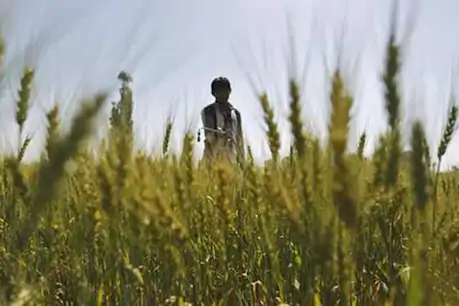 फॉल आर्मीवर्म कीट फसलों को कर रहा तबाह, किसानों को हो सकता है काफी नुकसान